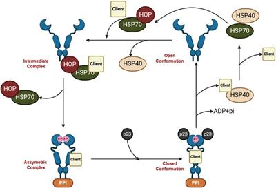 PU-H71 (NSC 750424): a molecular masterpiece that targets HSP90 in cancer and beyond